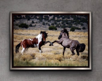 Wild Mustang Stallions Photo Print: Equine Wall Art