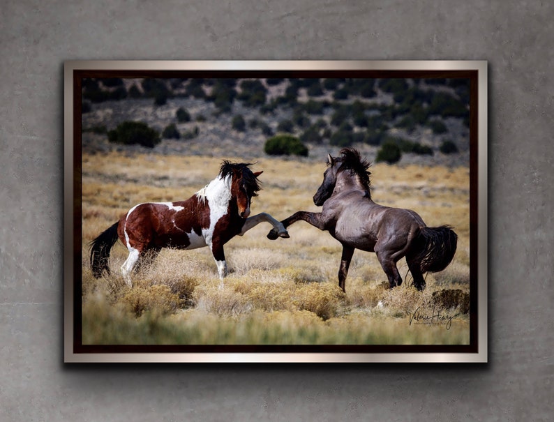Wild Mustang Stallions Photo Print: Equine Wall Art image 1