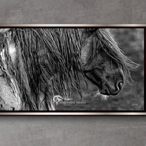 Wild Mustang Print - "Blue Attitude"/Blue Zeus/Equine Photography/Wild Mustang Print/Equine Wall Art