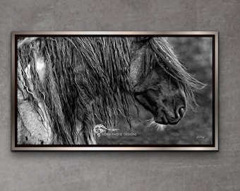 Wild Mustang "Blue Zeus" Photo Print: Equine Wall Art