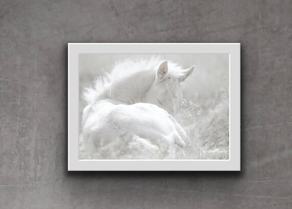 Wild Mustang Foal Print: Onaqui Equine Photography Wall Art
