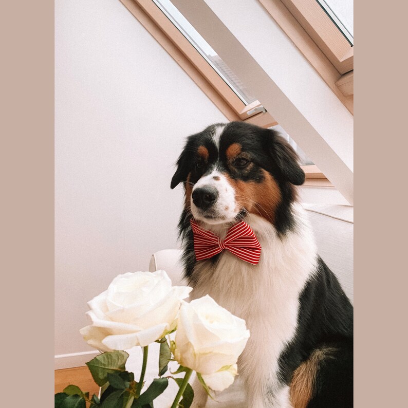 Classic Red and White Stripes Dog Collar Bow Tie Handmade Dog Collar Bow Tie Christmas Red Dog Bow Tie image 2