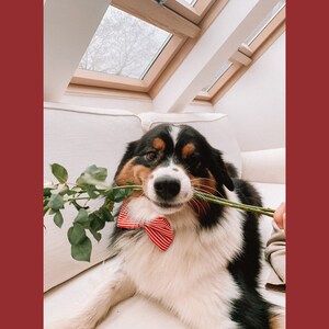 Classic Red and White Stripes Dog Collar Bow Tie Handmade Dog Collar Bow Tie Christmas Red Dog Bow Tie image 4