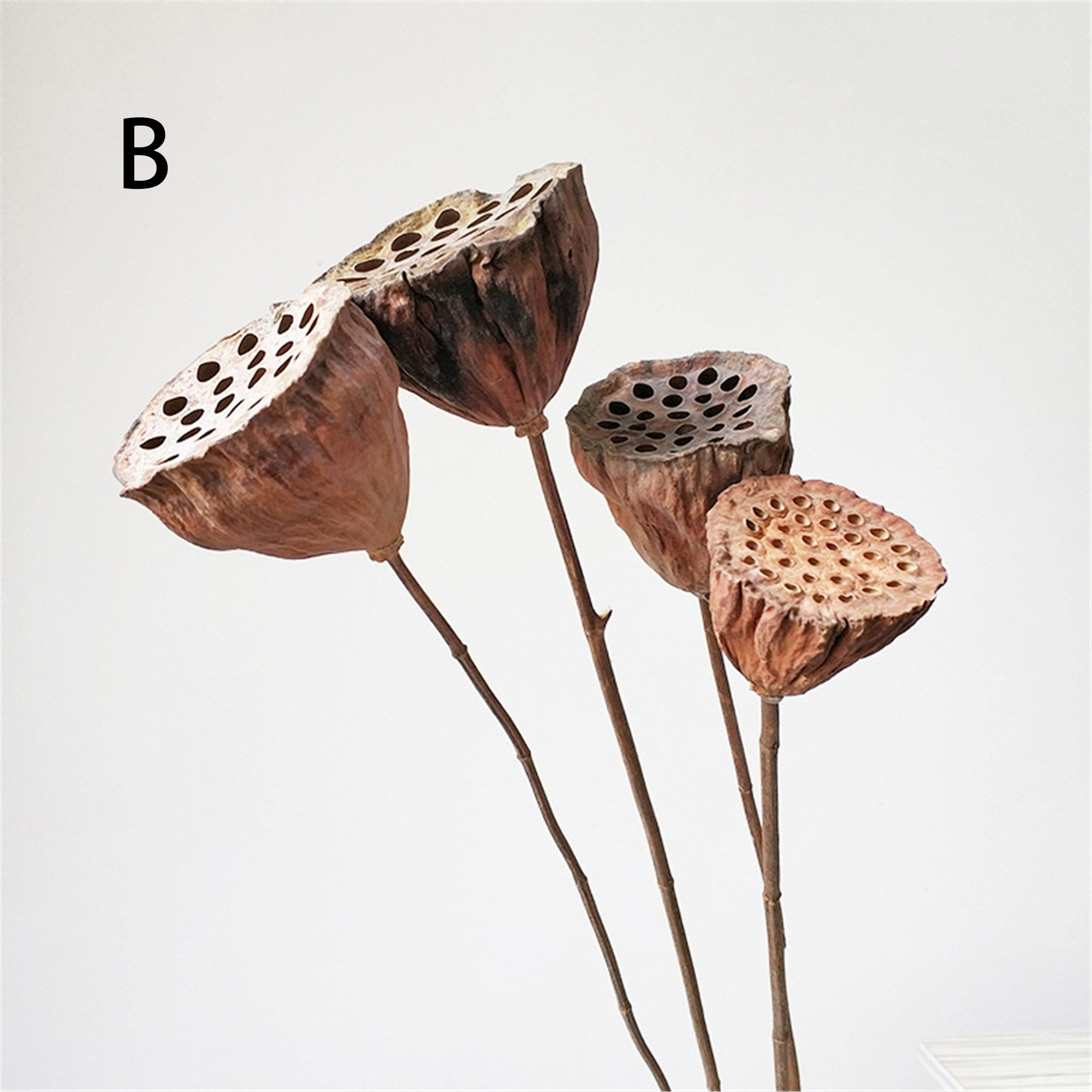 10 Pcs Natural Dried Flowers Lotus Podsg Real Flower Etsy