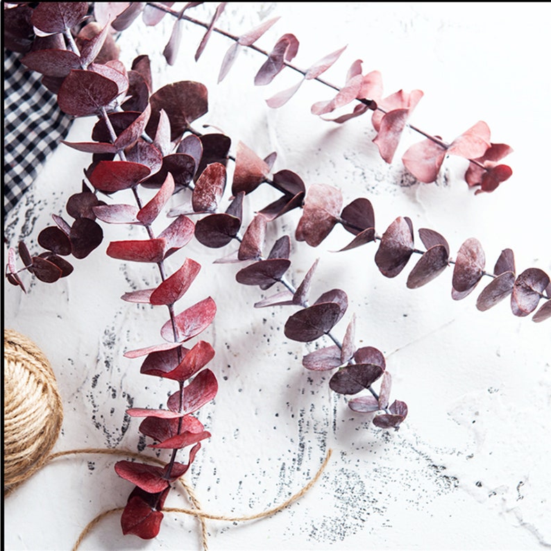 Natural Dried Flowers Eucalyptus Branches 10Pcs Dried Etsy