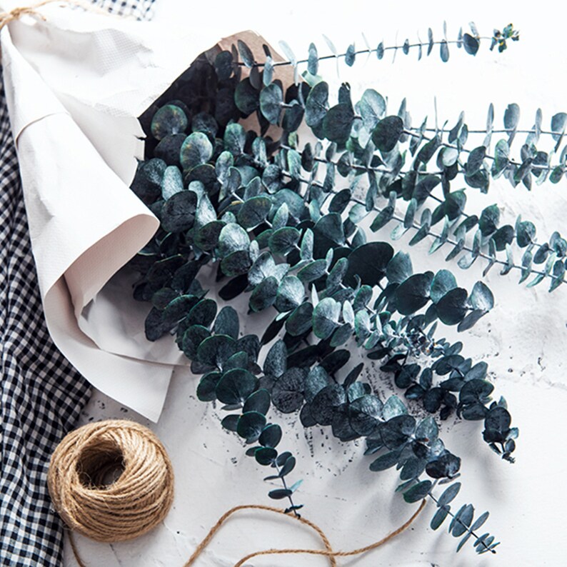 Natural Dried Flowers Eucalyptus Branches 10Pcs Dried Etsy