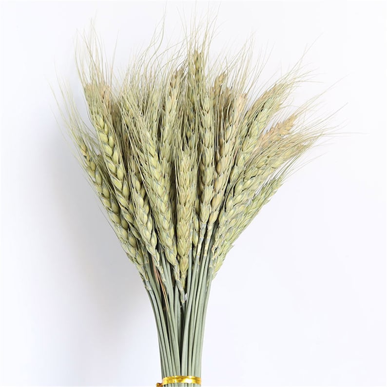 NHUNPPGR 50pcs Dried Natural Ears of Wheat Bunch Real Wheat Ear Flower Bouquets for Wedding Bridal Decorative Flower Home Decoration NHUNPPGR 50pcs Dried Natural Ears of Wheat Bunch Real Wheat Ear Flower Bouquets for Wedding Bridal Decorative Flower Home Decoration