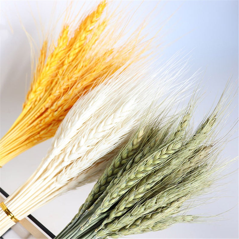 NHUNPPGR 50pcs Dried Natural Ears of Wheat Bunch Real Wheat Ear Flower Bouquets for Wedding Bridal Decorative Flower Home Decoration NHUNPPGR 50pcs Dried Natural Ears of Wheat Bunch Real Wheat Ear Flower Bouquets for Wedding Bridal Decorative Flower Home Decoration