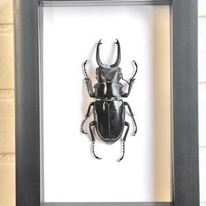 Black Stag Beetle (Odontolabis dalmani) Deep Shadow Box Frame Display Insect Bug