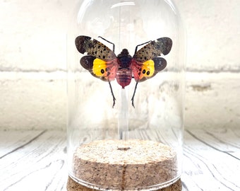 Borneo Lantern Fly (Penthicodes farinosa) Cicada Glass Bell Cloche Dome Display Jar Insect