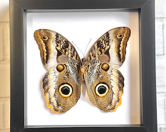 The Banded Giant Owl Butterfly (Caligo atreus) Deep Shadow Box Frame Display Insect Bug