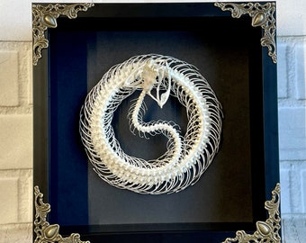 Pit Viper à lèvres blanches (Trimeresurus albolabris) Squelette de serpent enroulé dans un affichage de cadre de boîte d'ombre profonde de style baroque