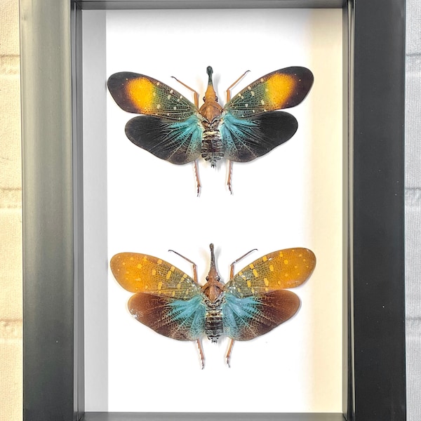 Pyrops Lantern Fly Pair Fulgoridae Planthopper Deep Shadow Box Frame Display Insect Beetle