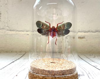 Lantern Fly (Scamandra castanea) Cicada Glass Bell Cloche Dome Display Jar Insect