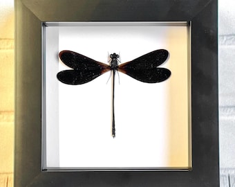Broad Wing Damselfly (Vestalis luctuosa) Male Deep Shadow Box Frame Display Insect Dragonfly