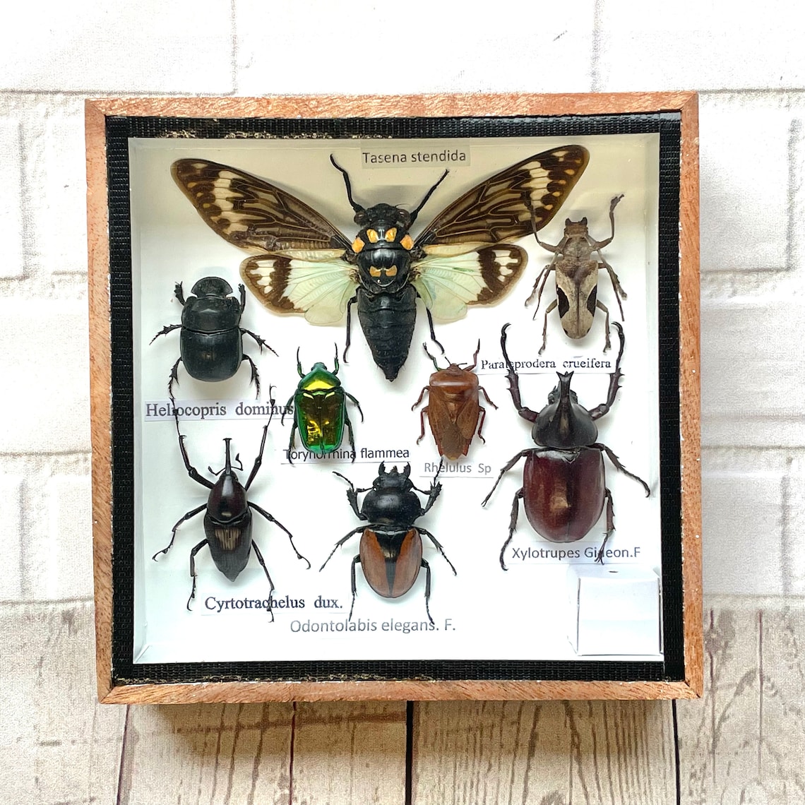 Insect Display Box Frame Display Case Bug Insect 8 Etsy