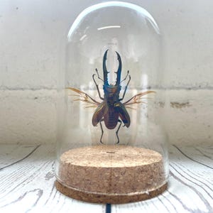 Golden Metallic Stag Beetle (Cyclommatus metallifer) Glass Bell Cloche Dome Display Jar Insect