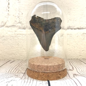 Megalodon Shark Dinosaur Tooth Fossil in Glass Bell Cloche Dome Display Jar Insect image 1