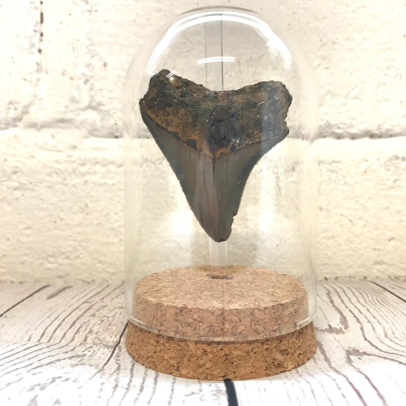 Megalodon Shark Dinosaur Tooth Fossil in Glass Bell Cloche Dome Display Jar Insect image 1