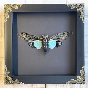 Turquoise vleugelcicade (Tosena splendida) in barokke stijl diepschaduw boxlijstweergave