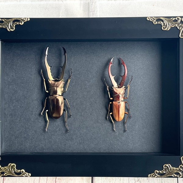 Stunning Dragonfly In Display Case | Neurobasis Chinensis Florida - Foto 12