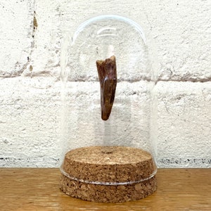 Spinosaurus Dinosaur Tooth Fossil in Glass Bell Cloche Dome Display Jar Insect