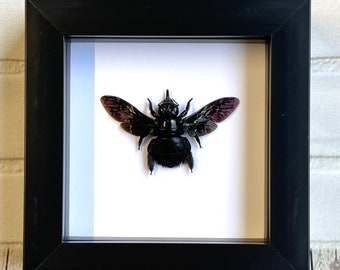 Tropical Carpenter Bee (Xylocopa latipes) Deep Shadow Box Frame Display Insect Bug