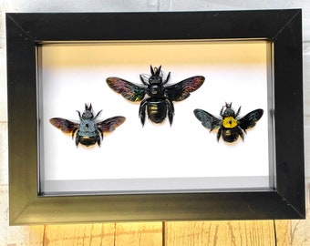 Carpenter Bee Collection Xylocopa caerulea latipes confusa Deep Shadow Box Frame Display Insect Bug