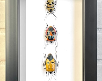 3 x Man-Face Stink Bug Pentatomidae Collection Deep Shadow Box Frame Display Insect Beetle