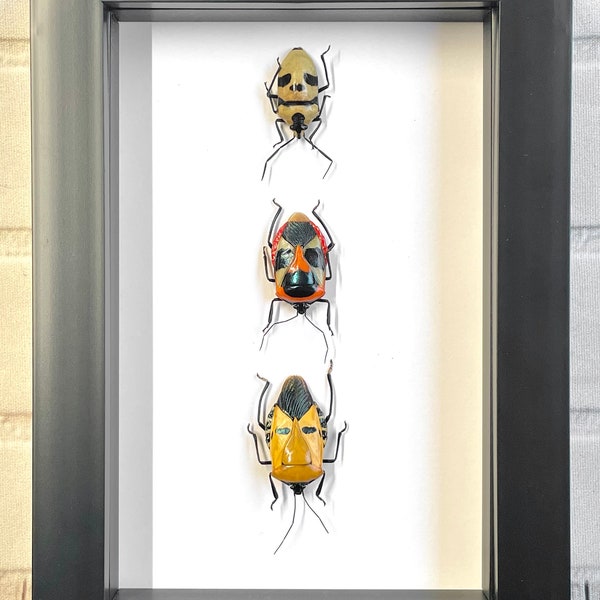 3 x Man-Face Stink Bug Pentatomidae Collection Deep Shadow Box Frame Display Insect Beetle