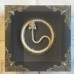 The Painted Bronzeback Snake (Dendrelaphis pictus) Coiled Snake Skeleton in Baroque Style Deep Shadow Box Frame Display