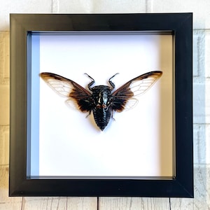 Clear Batwing Cicada (Cryptotympana aquila) Shadow Box Frame Display Beetle Bug Insect