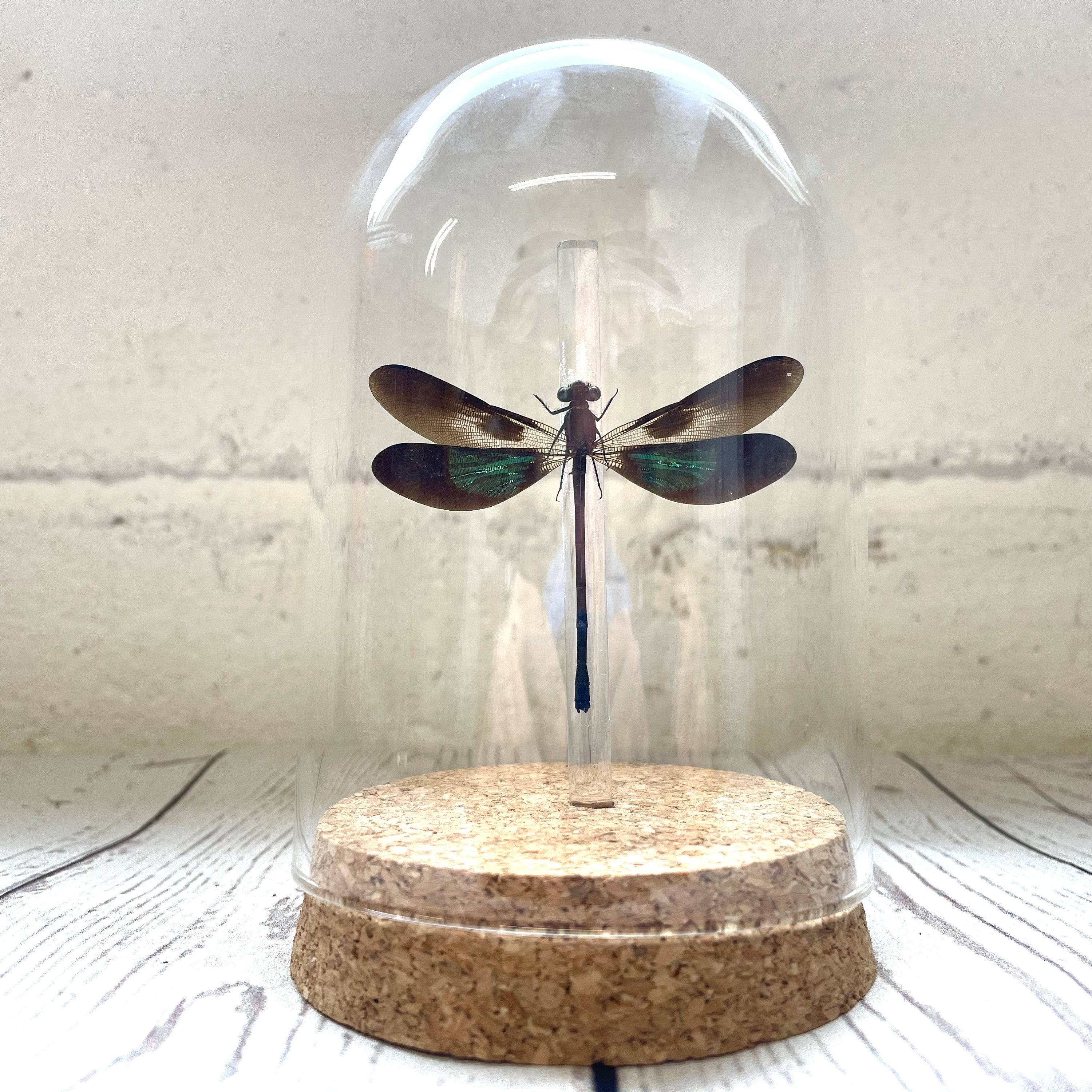 Botfly - Etsy Canada