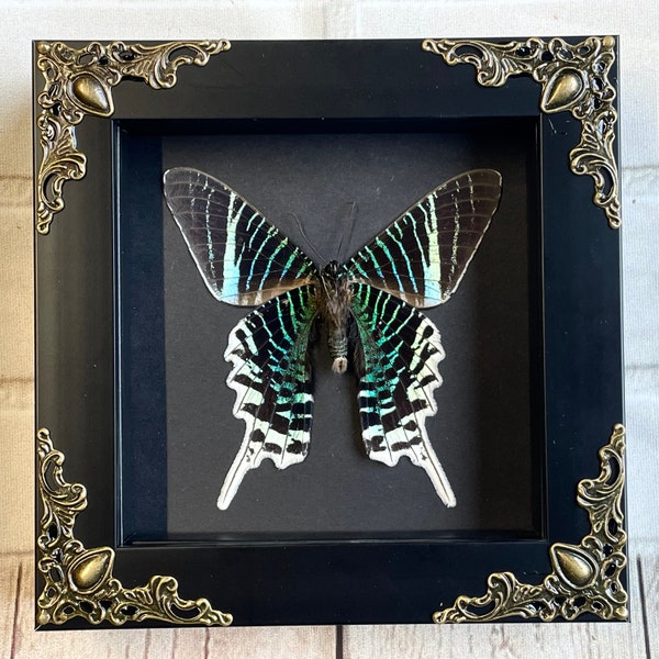 Green Banded Urania Moth (Urania leilus) Butterfly in Baroque Style Deep Shadow Box Frame Display Dorsal