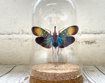 Colourful Lanternfly (Pyrops gunjii) Cicada Glass Bell Cloche Dome Display Jar Insect