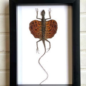 Red Bearded Flying Dragon (Draco haematopogon) Gliding Lizard - Deep Shadow Box Frame Display Insect Bug