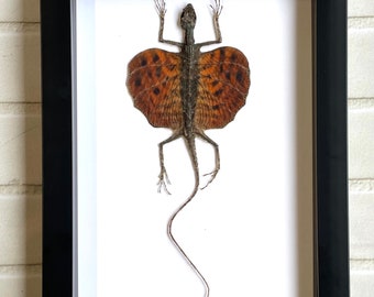 Red Bearded Flying Dragon (Draco haematopogon) Gliding Lizard - Deep Shadow Box Frame Display Insect Bug