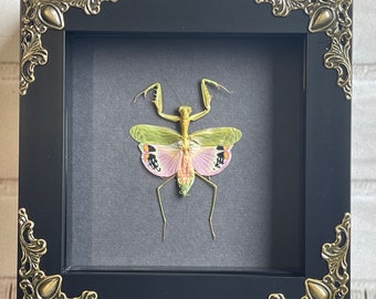 Pink Flower Mantis (Caliris elegans) in Baroque Style Shadow Box Frame Display