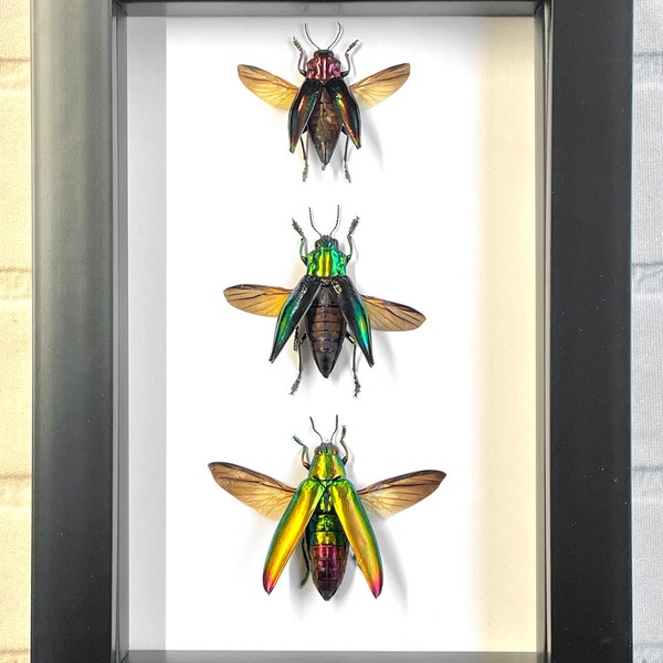3 x Jewel Beetle Buprestidae Collection Deep Shadow Box Frame Display Insect Bug