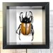 see more listings in the Beetles section