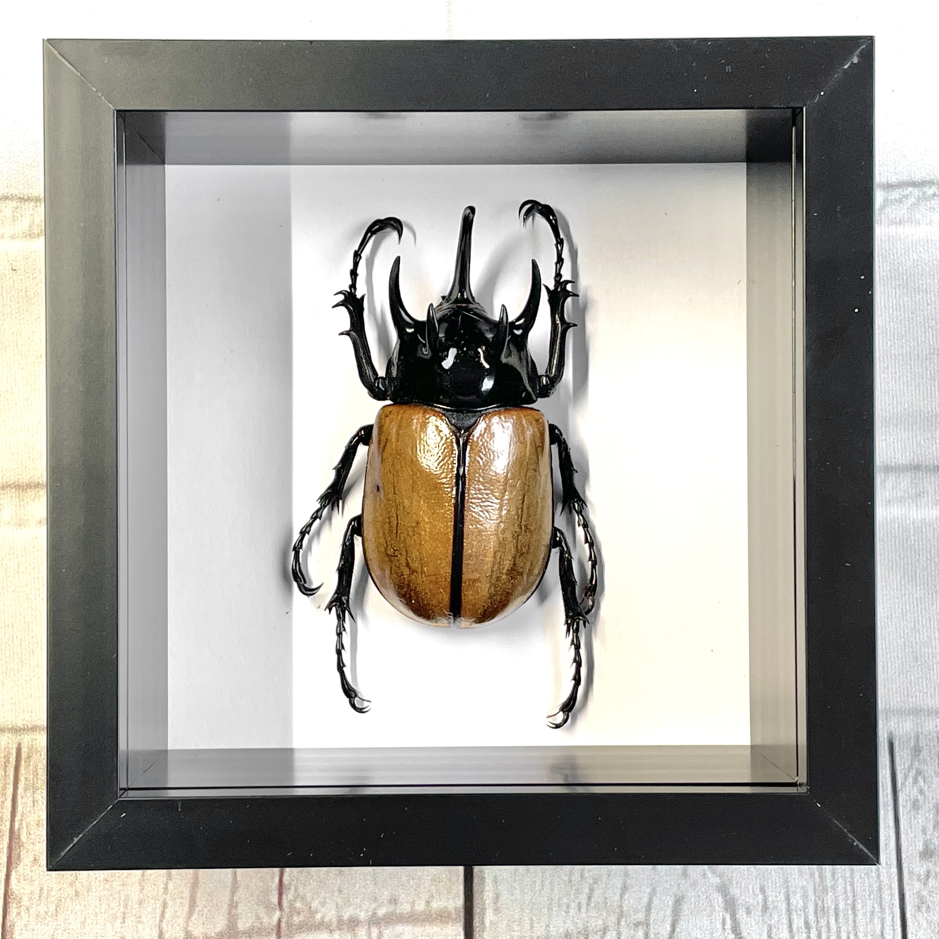 Five Horned Rhinoceros Beetle (eupatorus Gracilicornis) Deep