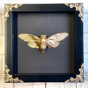 Gold (Painted) Cicada in Baroque Style Deep Shadow Box Frame Display Insect