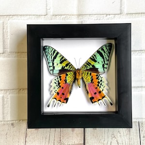 Madagascan Sunset Moth (Urania rhipheus) Butterfly Deep Shadow Box Frame Display Ventral