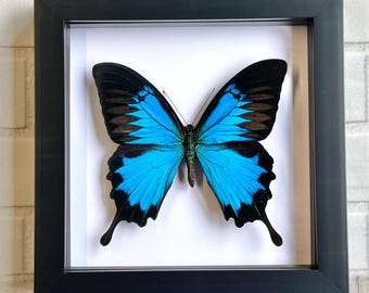 REAL Papilio Ulysses, Blue Mountain Glory Butterfly A1 Grade, MALE