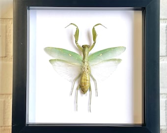 Giant Asian Mantis (Hierodula patellifera) Deep Shadow Box Frame Display Insect Bug