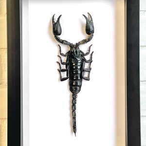 The Giant Asian Forest Scorpion (Heterometrus spinifer) Deep Shadow Box Frame Display Insect Bug