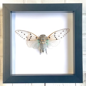 Vit spökcikada (Ayuthia spectabilis) Skugglåda Ram Display Skalbagge Bugg Insekt