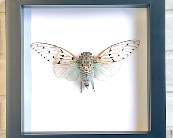 White Ghost Cicada (Ayuthia spectabilis) Shadow Box Frame Display Beetle Bug Insect
