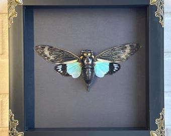 Turquoise Wing Cicada (Tosena splendida) in Baroque Style Deep Shadow Box Frame Display