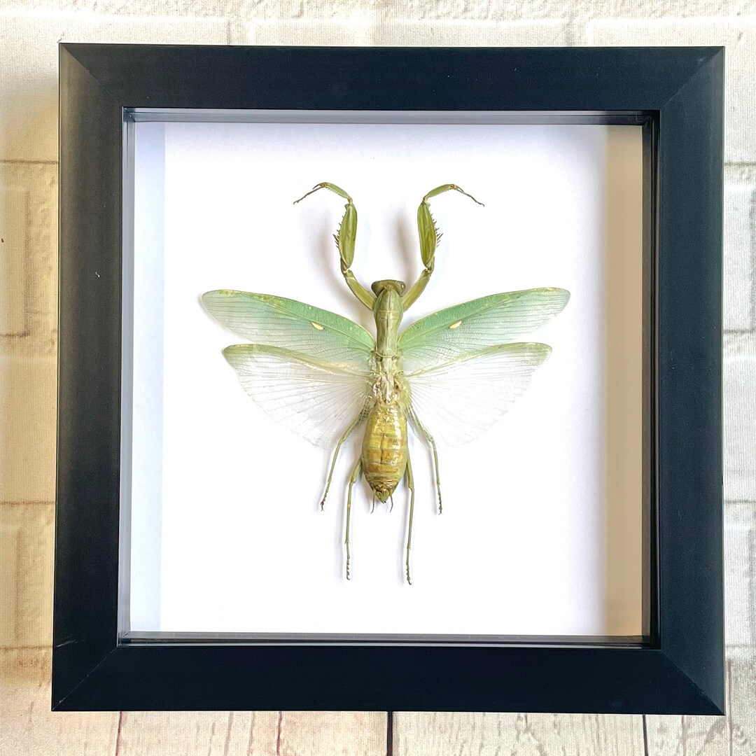 Giant Asian Mantis hierodula Patellifera Deep Shadow Box Frame Display